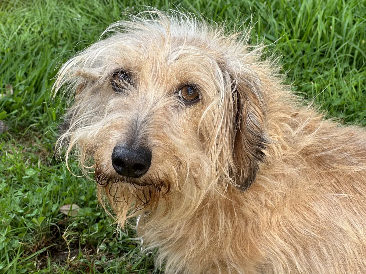 Scruffy terrier enjoying a GreenPaws walk in the grass