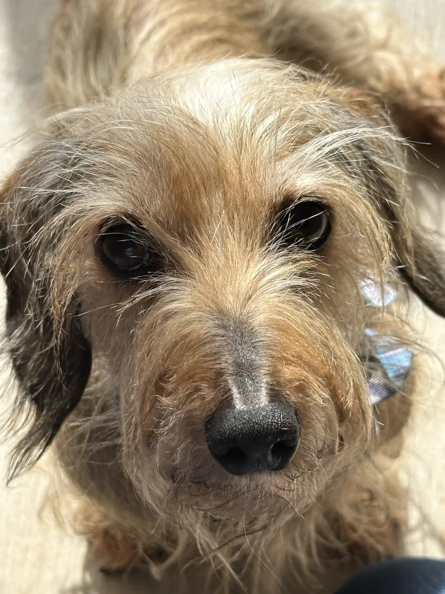Close-up of a terrier walked by GreenPaws