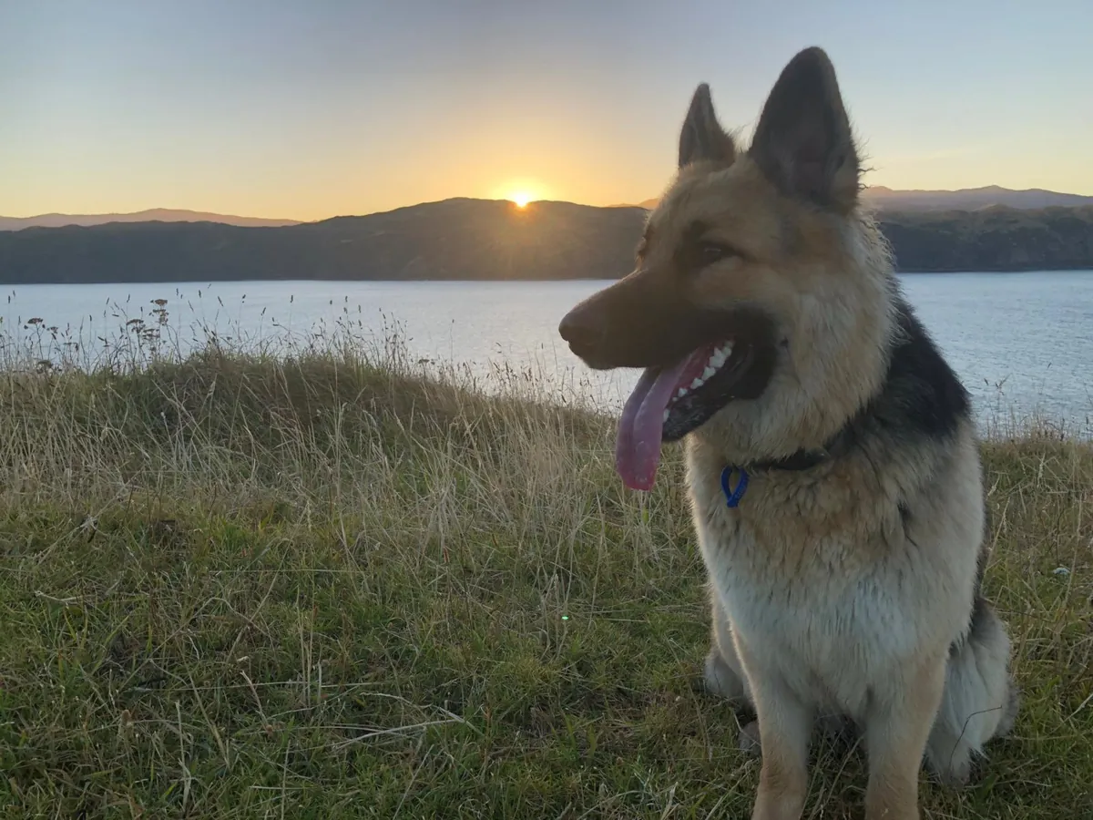 German shepherd on a GreenPaws walk at sunset by the water