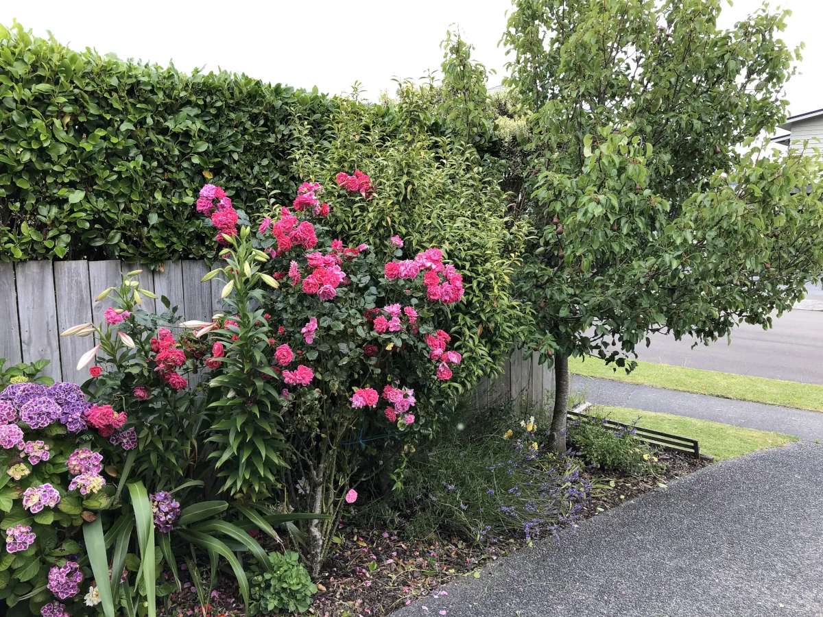 Rose and hydrangea garden bed tidied by GreenPaws
