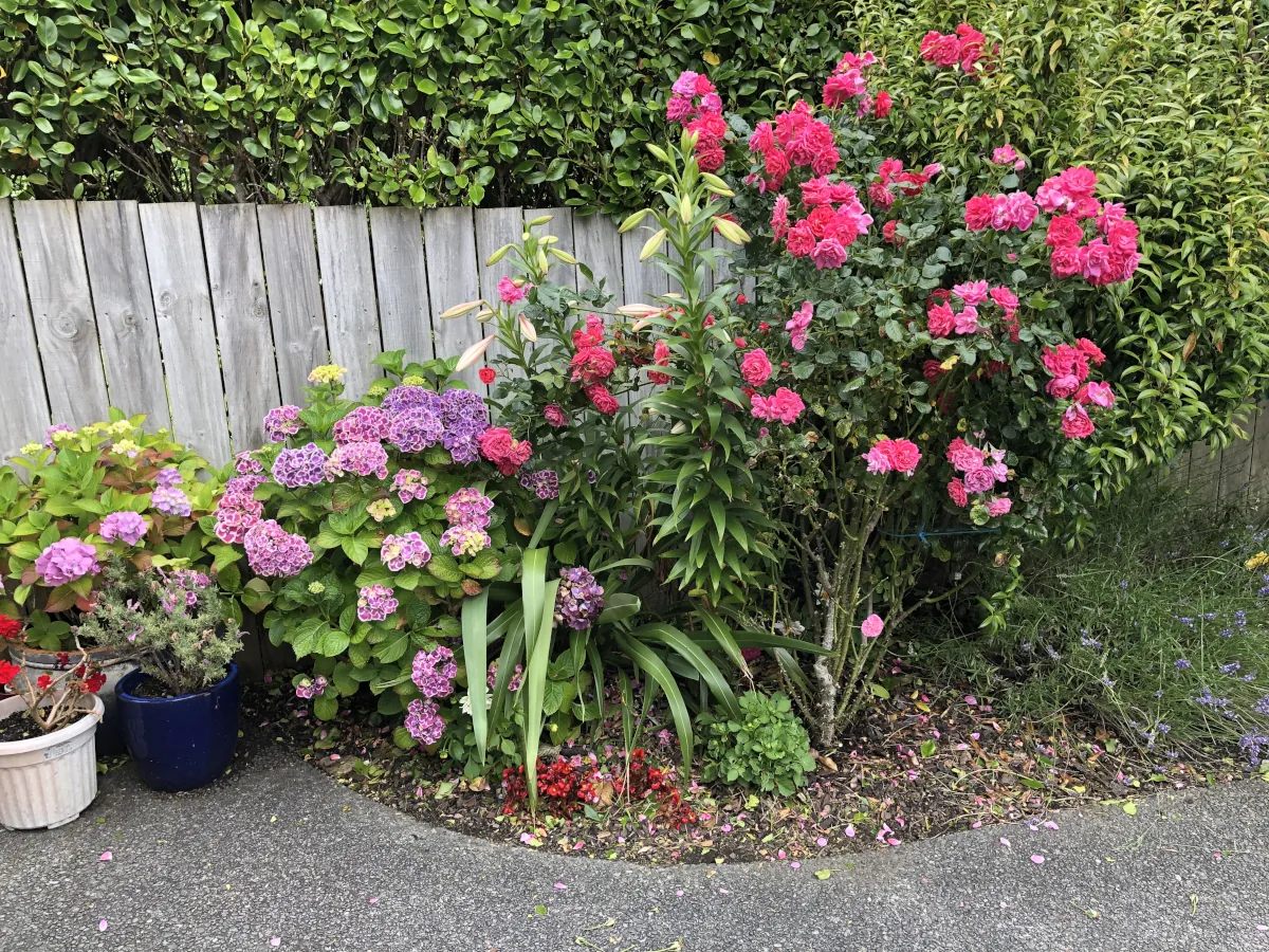 Colourful garden border maintained by GreenPaws